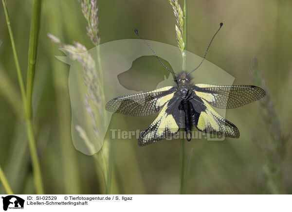 Libellen-Schmetterlingshaft / Owly Sulphur / SI-02529