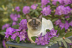 Siamese