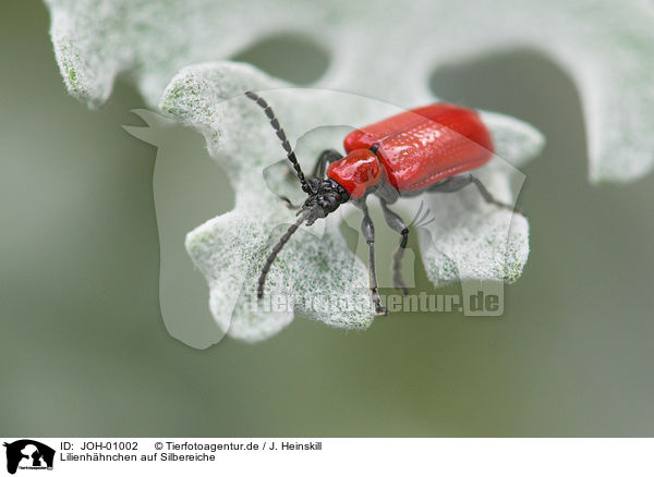 Lilienhhnchen auf Silbereiche / JOH-01002