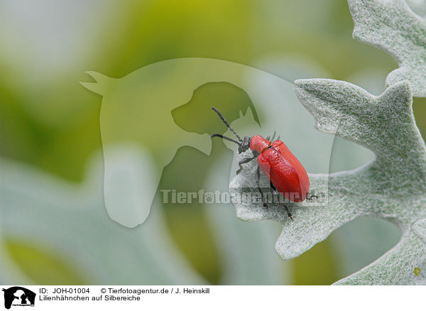 Lilienhhnchen auf Silbereiche / red lily beetle / JOH-01004