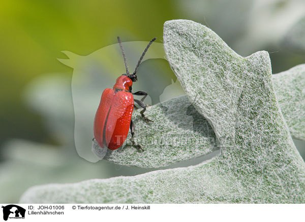 Lilienhhnchen / red lily beetle / JOH-01006