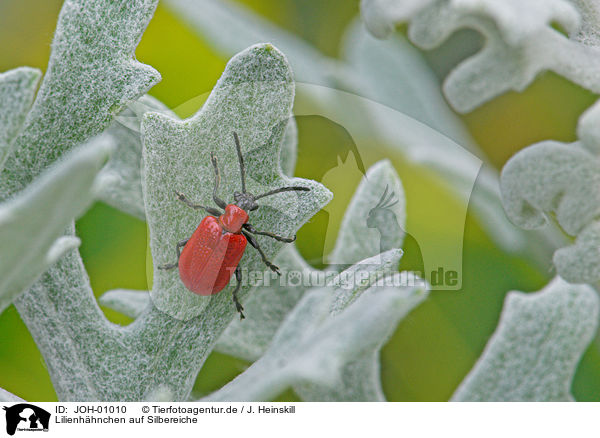Lilienhhnchen auf Silbereiche / red lily beetle / JOH-01010