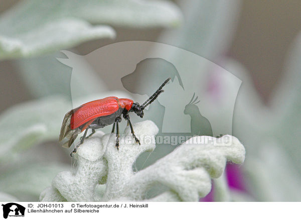 Lilienhhnchen auf Silbereiche / red lily beetle / JOH-01013