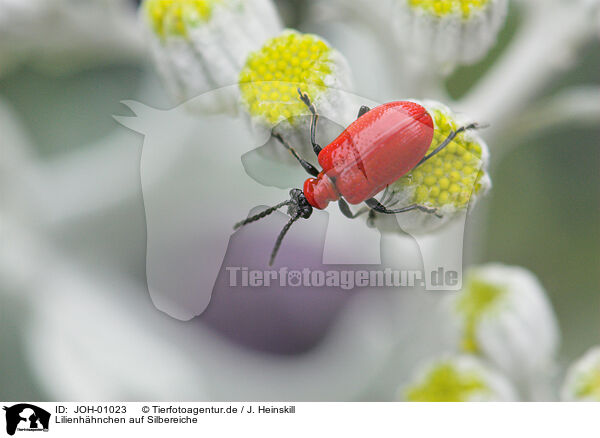 Lilienhhnchen auf Silbereiche / red lily beetle / JOH-01023