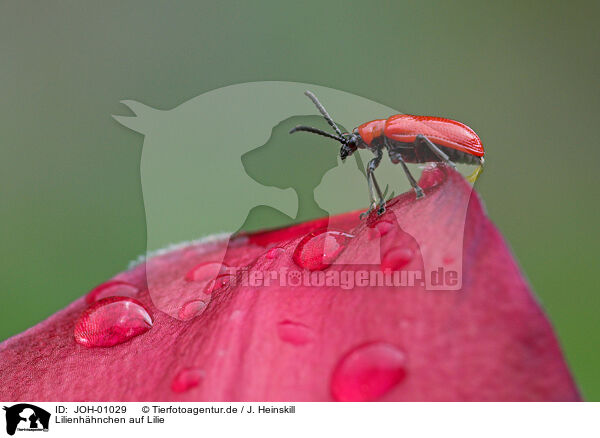 Lilienhhnchen auf Lilie / red lily beetle / JOH-01029
