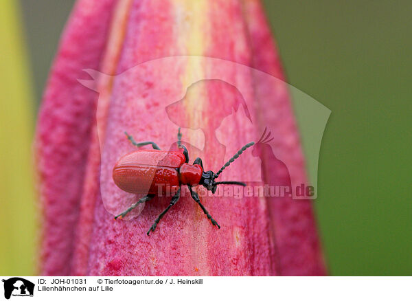 Lilienhhnchen auf Lilie / red lily beetle / JOH-01031