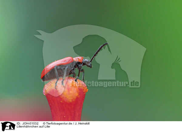 Lilienhhnchen auf Lilie / red lily beetle / JOH-01032