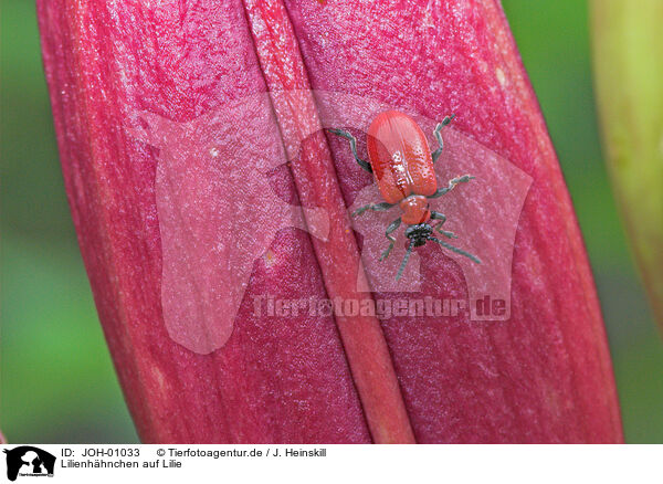 Lilienhhnchen auf Lilie / red lily beetle / JOH-01033
