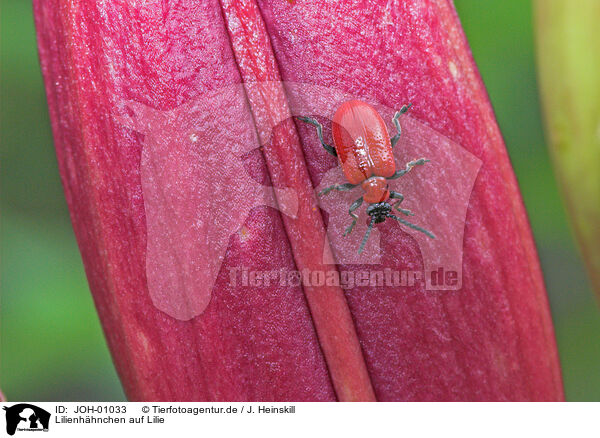 Lilienhhnchen auf Lilie / JOH-01033