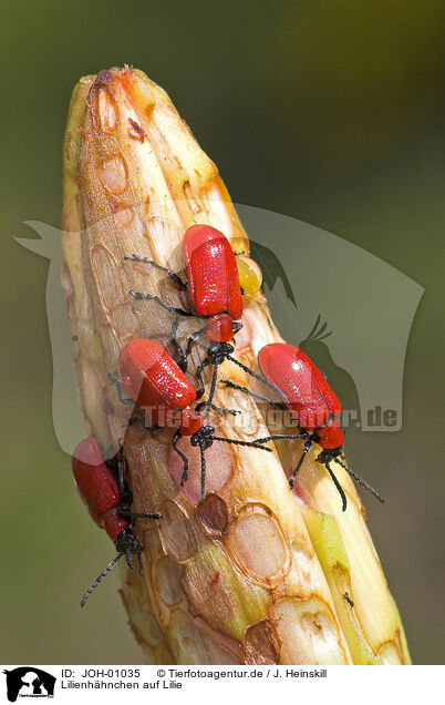 Lilienhhnchen auf Lilie / red lily beetle / JOH-01035