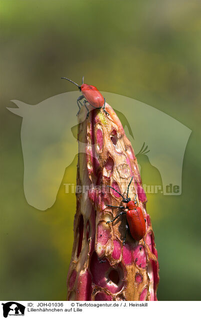 Lilienhhnchen auf Lilie / red lily beetle / JOH-01036