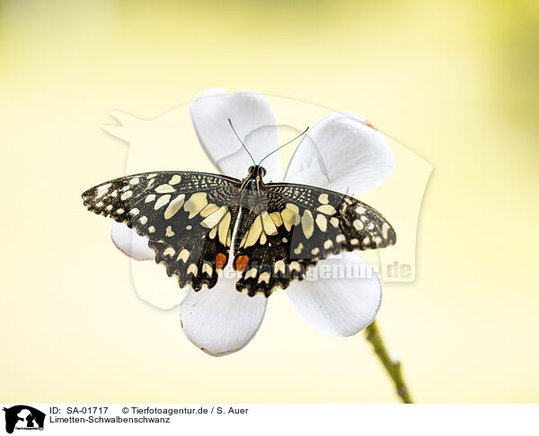 Limetten-Schwalbenschwanz / Lime Swallowtail / SA-01717