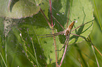 Listspinne