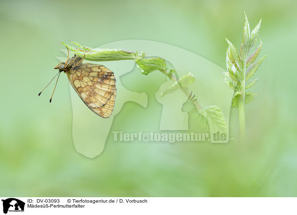 Mdes-Perlmutterfalter / lesser marbled fritillary / DV-03093