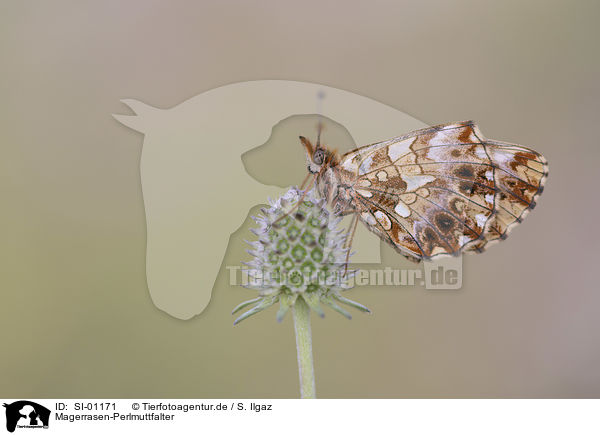 Magerrasen-Perlmuttfalter / violet Fritillary / SI-01171