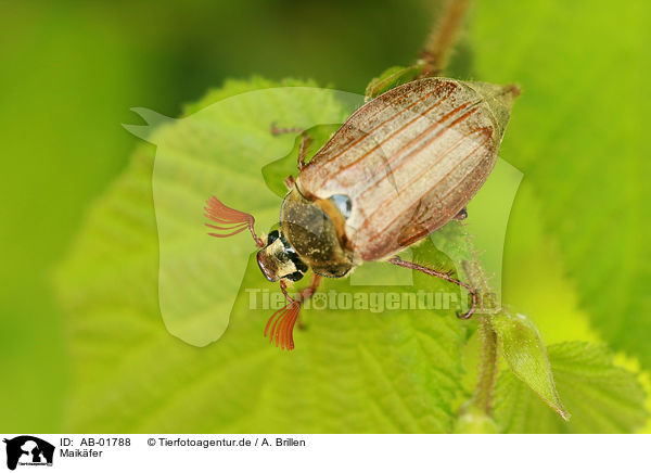 Maikfer / cockchafer / AB-01788