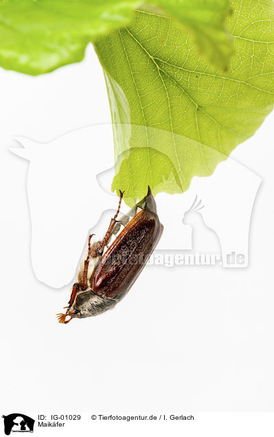 Maikfer / Cockchafer / IG-01029
