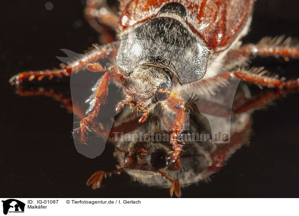 Maikfer / Cockchafer / IG-01087