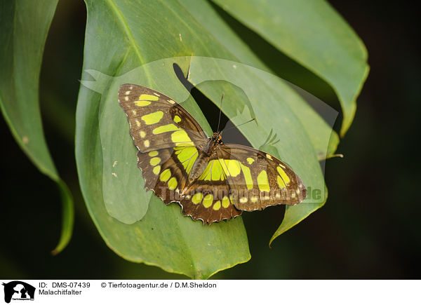 Malachitfalter / Malachite butterfly / DMS-07439