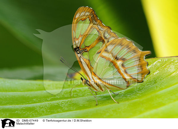 Malachitfalter / Malachite butterfly / DMS-07449