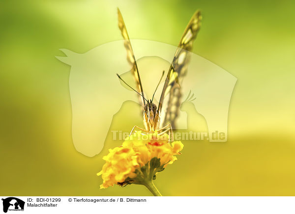 Malachitfalter / Malachite butterfly / BDI-01299