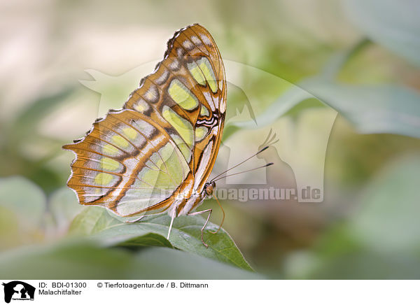 Malachitfalter / Malachite butterfly / BDI-01300
