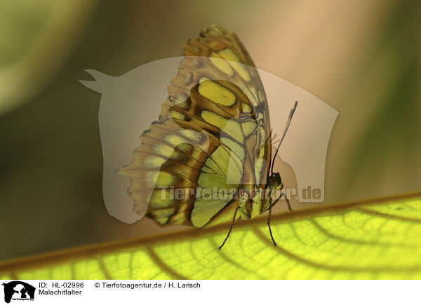 Malachitfalter / Malachite butterfly / HL-02996