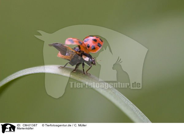 Marienkfer / ladybug / CM-01387