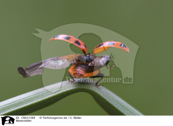 Marienkfer / ladybug / CM-01388