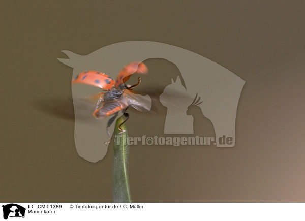 Marienkfer / ladybug / CM-01389