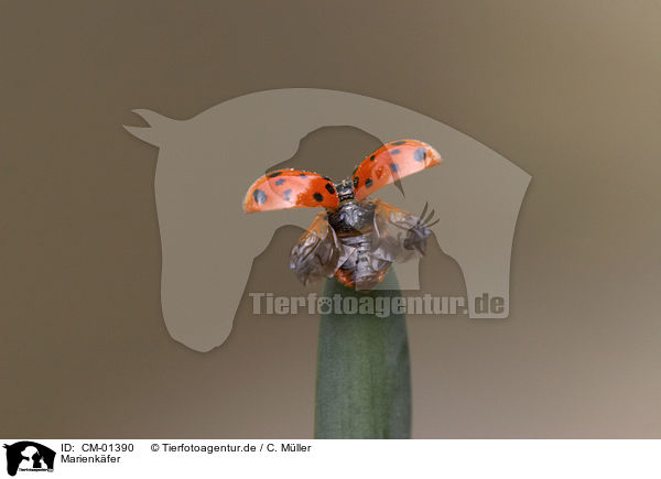 Marienkfer / ladybug / CM-01390