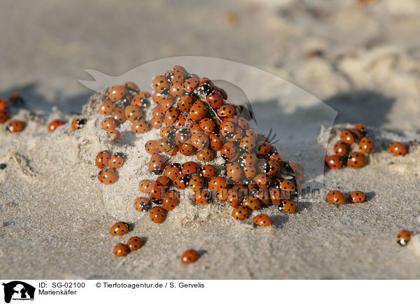 Marienkfer / ladybugs / SG-02100