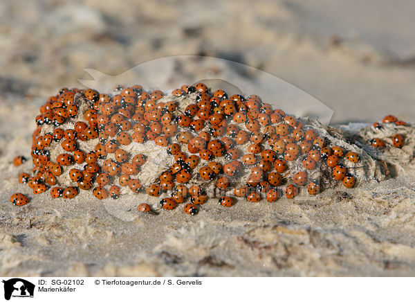 Marienkfer / ladybugs / SG-02102