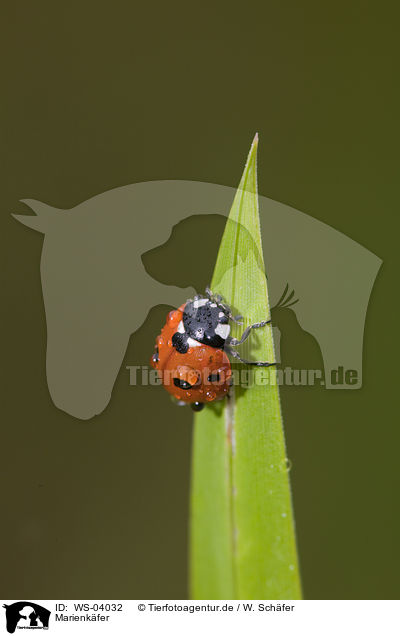 Marienkfer / ladybird / WS-04032