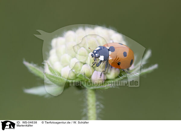 Marienkfer / ladybird / WS-04638