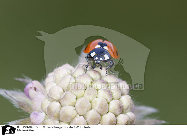 Marienkfer / ladybird / WS-04639
