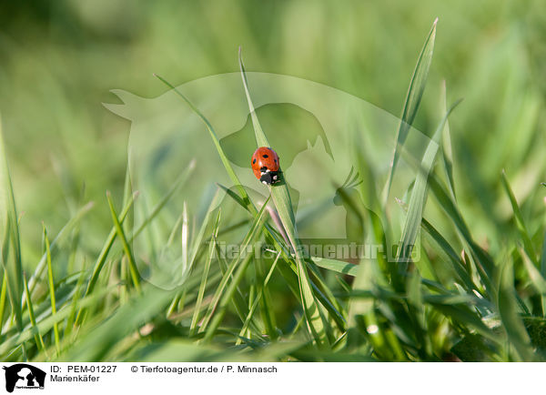 Marienkfer / ladybird / PEM-01227