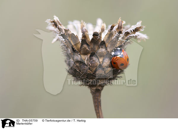 Marienkfer / ladybird / THA-05759