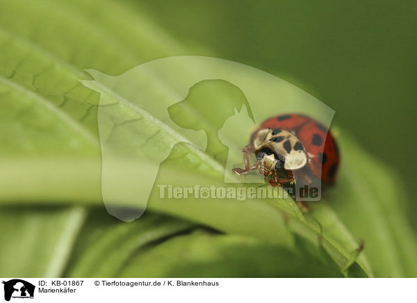 Marienkfer / Ladybird / KB-01867