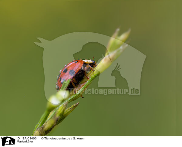 Marienkfer / ladybug / SA-01400