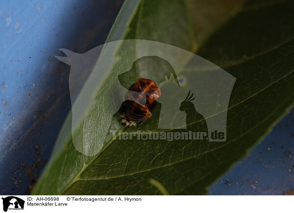Marienkfer Larve / ladybird grub / AH-06698