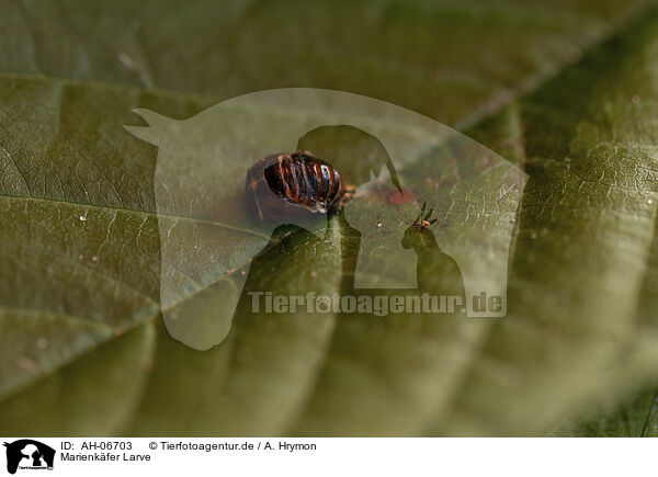 Marienkfer Larve / ladybird grub / AH-06703
