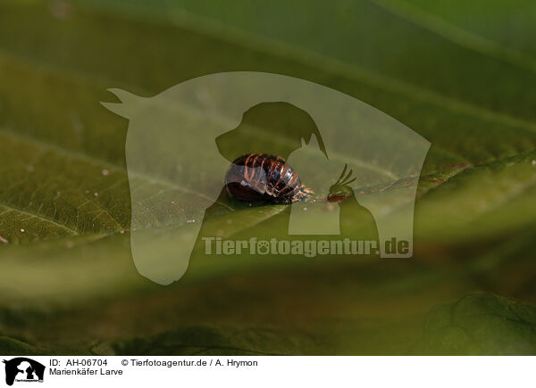 Marienkfer Larve / ladybird grub / AH-06704