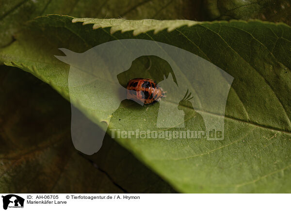 Marienkfer Larve / ladybird grub / AH-06705