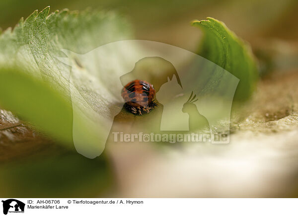 Marienkfer Larve / ladybird grub / AH-06706