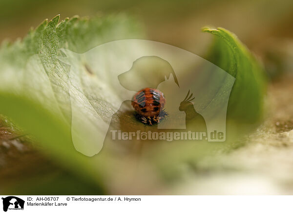 Marienkfer Larve / ladybird grub / AH-06707