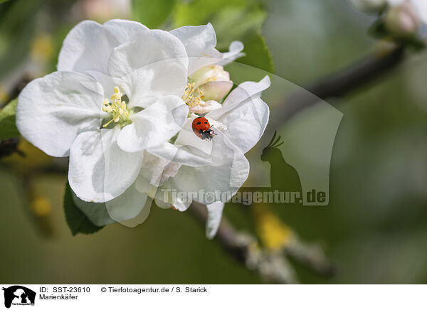 Marienkfer / lady ladybird / SST-23610