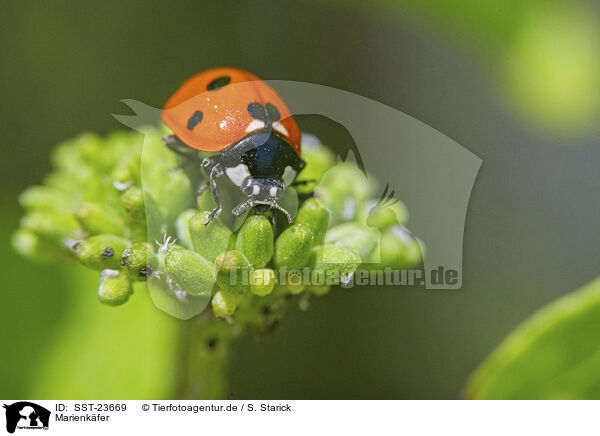 Marienkfer / lady ladybird / SST-23669