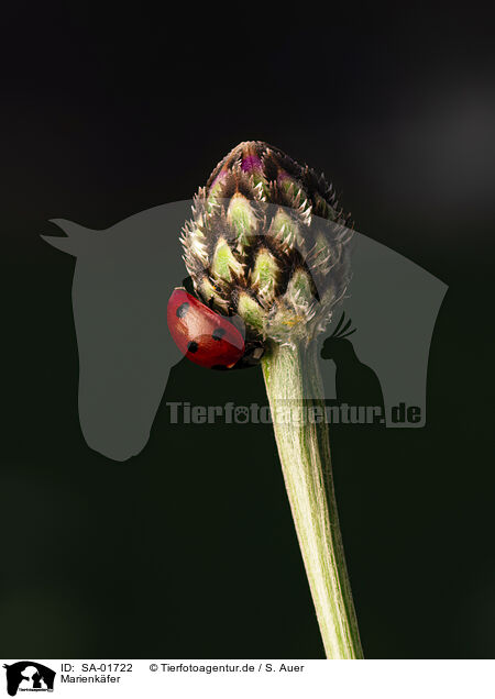Marienk�fer / ladybird / SA-01722