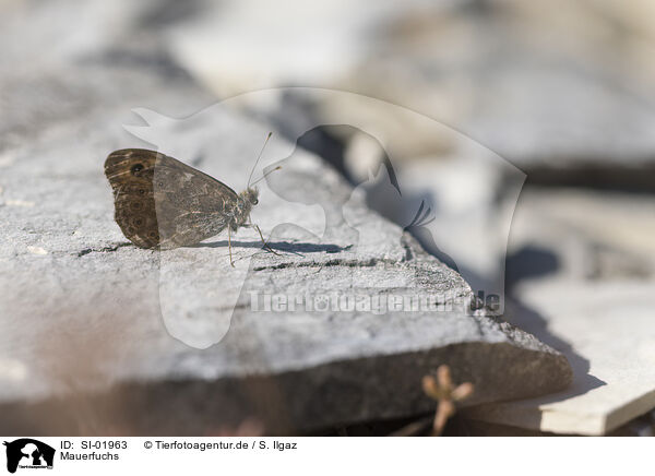 Mauerfuchs / wall brown / SI-01963